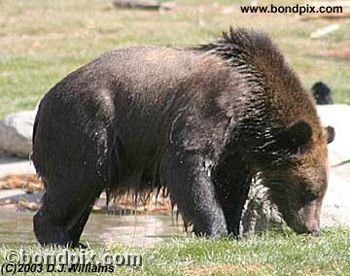 Grizzly Bear