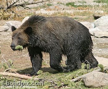 Grizzly Bear