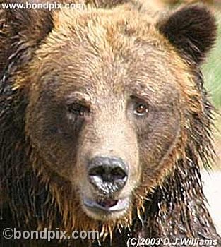 Grizzly Bear