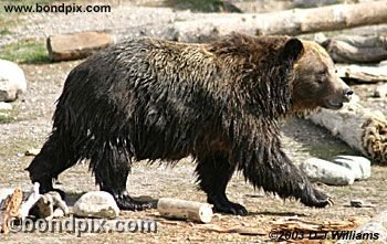 Grizzly Bear