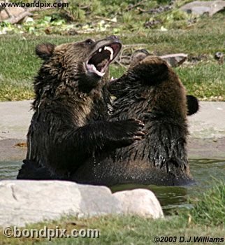 Grizzly Bear cubs at play