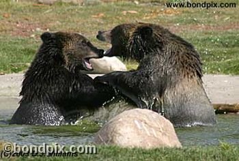 Grizzly Bear cubs at play