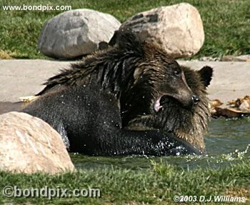 Grizzly Bear cubs at play