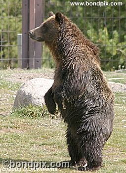 Grizzly Bear