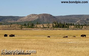 Buffalo, or Bison