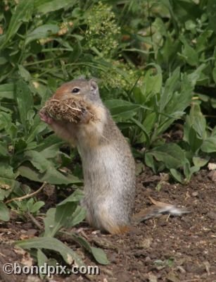 A Gopher carries bedding in a field in Deer Lodge, Montana