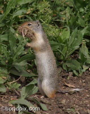 A Gopher carries bedding in a field in Deer Lodge, Montana