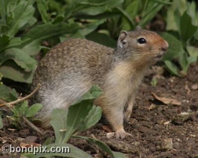 A Gopher crouches in a field in Deer Lodge, Montana