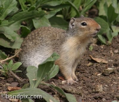 A Gopher crouches in a field in Deer Lodge, Montana