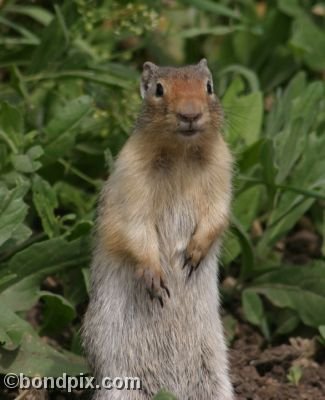 A Gopher peers out from a field in Deer Lodge, Montana