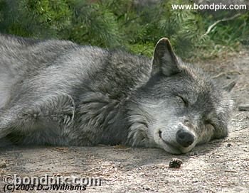 Grey Wolf