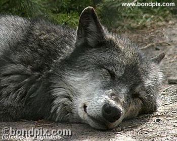 Grey Wolf