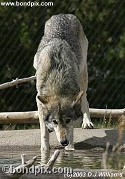 Grey Wolf