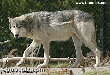 Grey Wolf