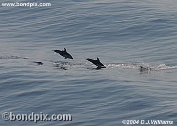 Dall Porpoises