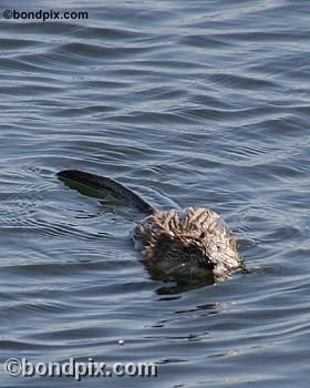 Muskrat on Warm Springs pond in Montana