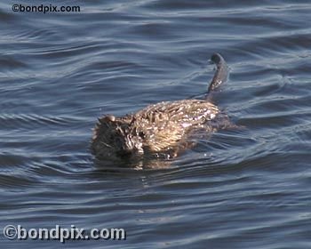 Muskrat on Warm Springs pond in Montana