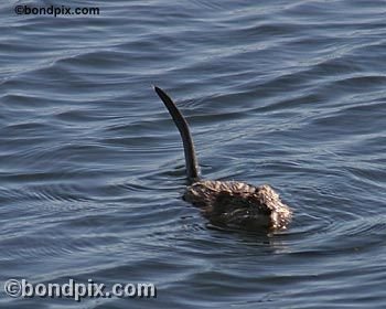 Muskrat on Warm Springs pond in Montana