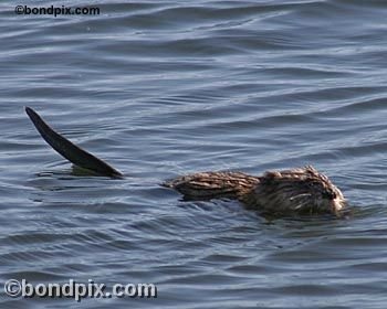 Muskrat on Warm Springs pond in Montana