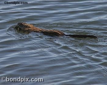 Muskrat on Warm Springs pond in Montana