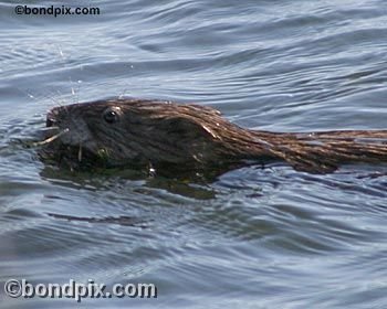 Muskrat on Warm Springs pond in Montana