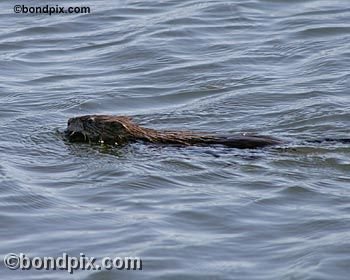 Muskrat on Warm Springs pond in Montana