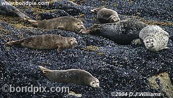 Seals