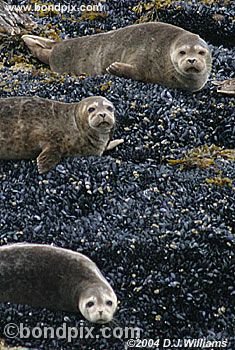 Seals