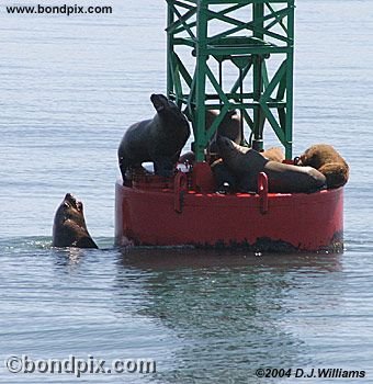 Stellar Sea Lions