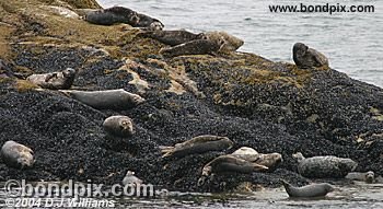 Seals