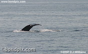 Humpback Whale