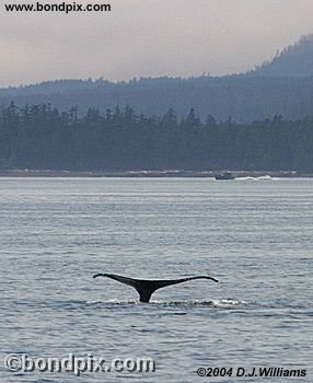 Humpback Whale