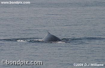 Humpback Whale