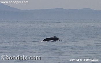 Humpback Whale