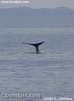 Humpback Whale