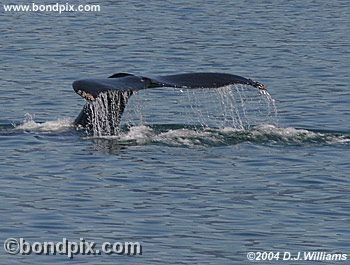 Humpback Whale