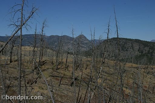 Yellowstone Park