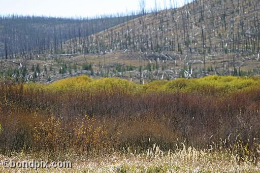 Yellowstone Park