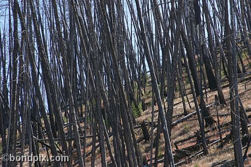 Some of the natural features of Yellowstone Park