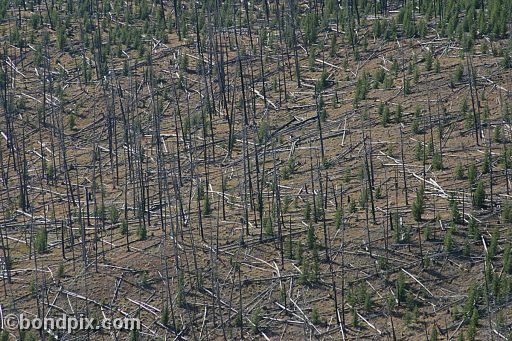 Some of the natural features of Yellowstone Park