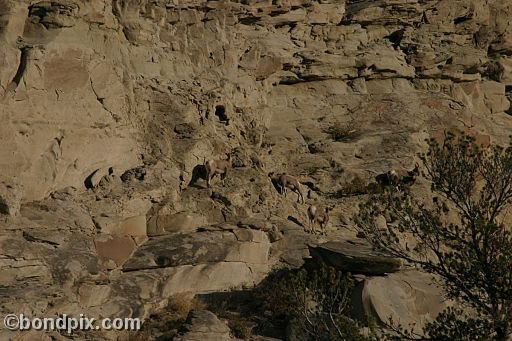 Bighorn sheep in Yellowstone Park