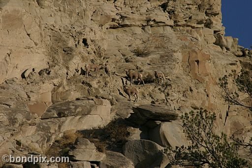 Bighorn sheep in Yellowstone Park