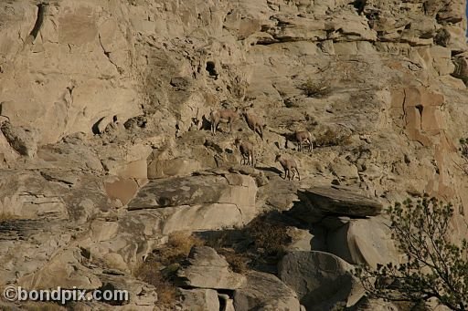 Bighorn sheep in Yellowstone Park