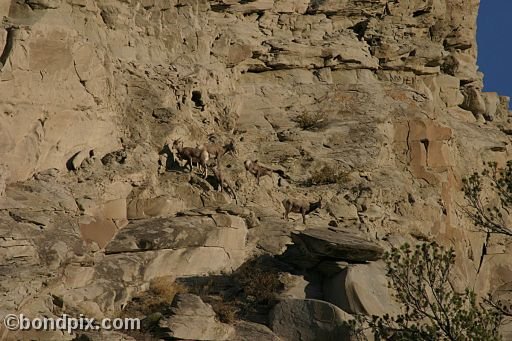 Bighorn sheep in Yellowstone Park