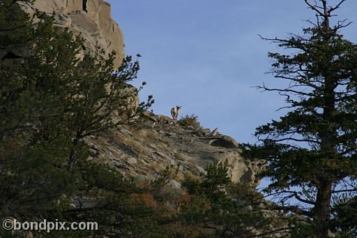 Bighorn sheep in Yellowstone Park