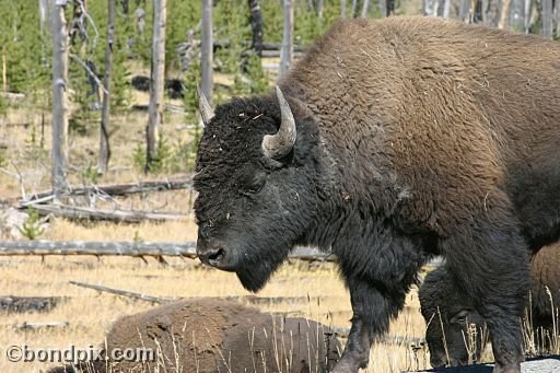 Buffalo, or Bison, in Yellowstone Park