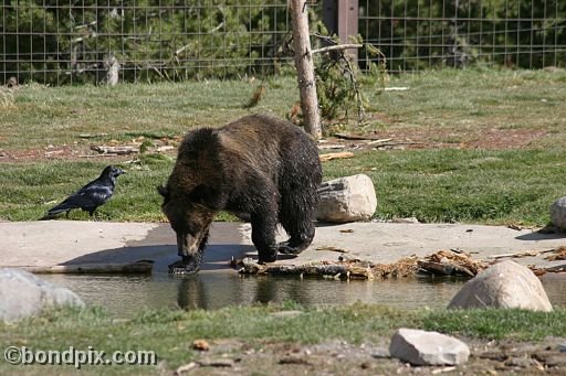 Grizzly Bears at the Grizzly Discovery Center in West Yellowstone