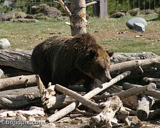 Grizzly Bears at the Grizzly Discovery Center in West Yellowstone