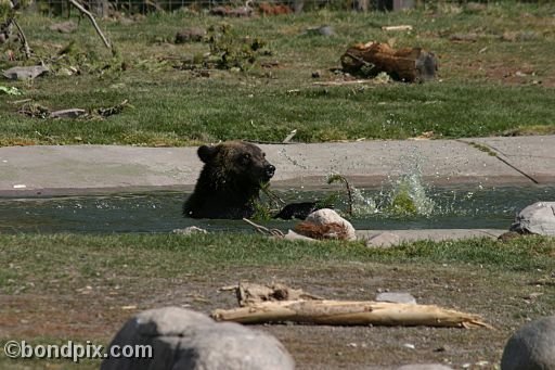 Grizzly Bears at the Grizzly Discovery Center in West Yellowstone