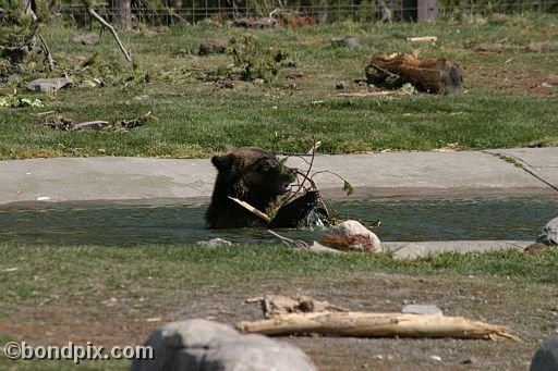 Grizzly Bears at the Grizzly Discovery Center in West Yellowstone